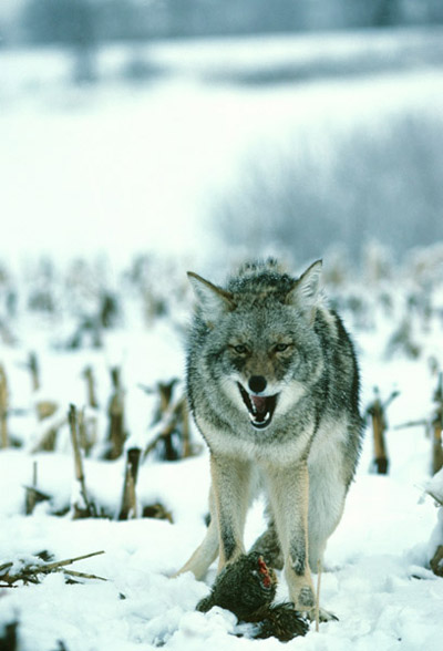 Coyote with it Food Coyote with it Food